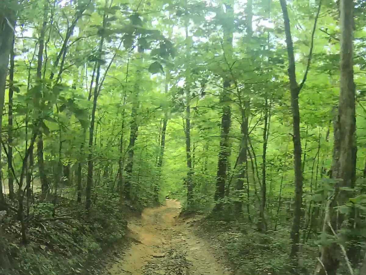 Martins Fork Trail trail photo