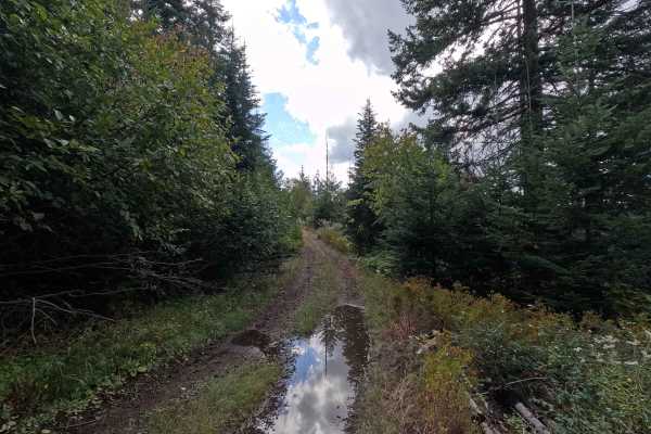 Bear Paw Ridge South - FS 515020