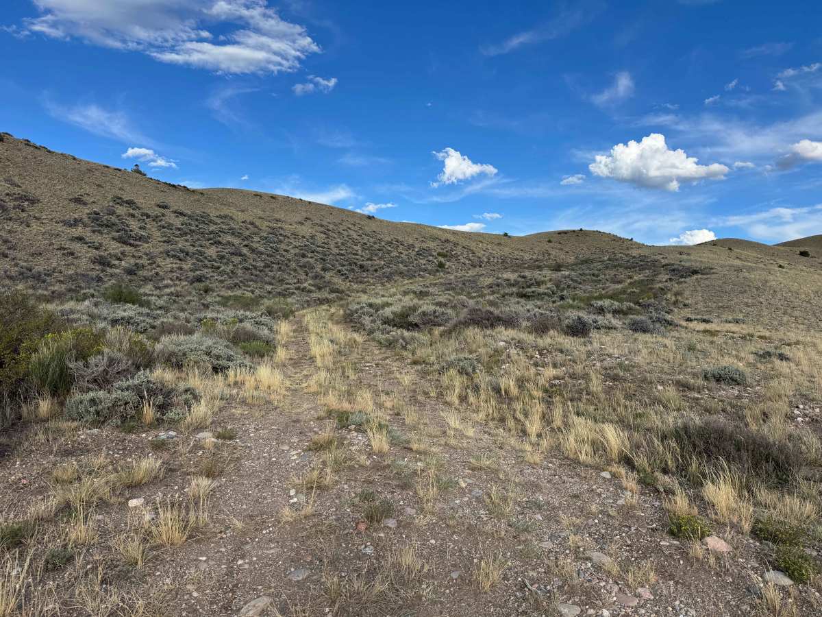 BLM 8534 photo 3