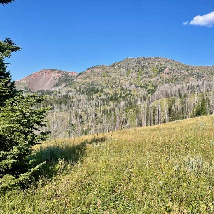 Near Continental Divide Trail: Montana-Idaho Section 4