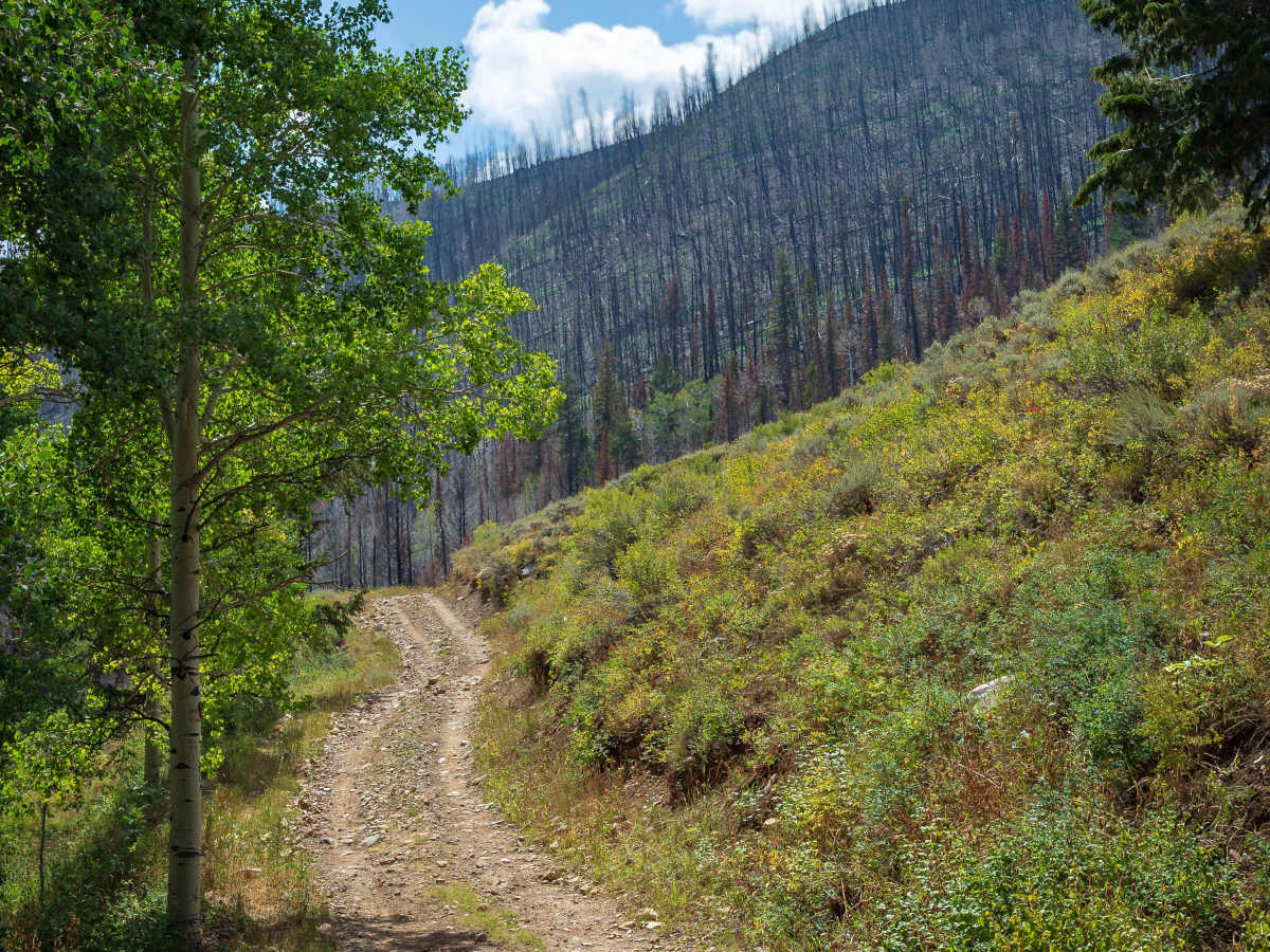 Left Fork Rhodes Canyon - FS 70151 trail photo