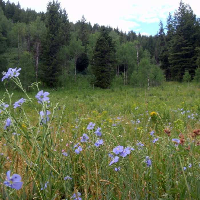 Near Elk Meadows Loop
