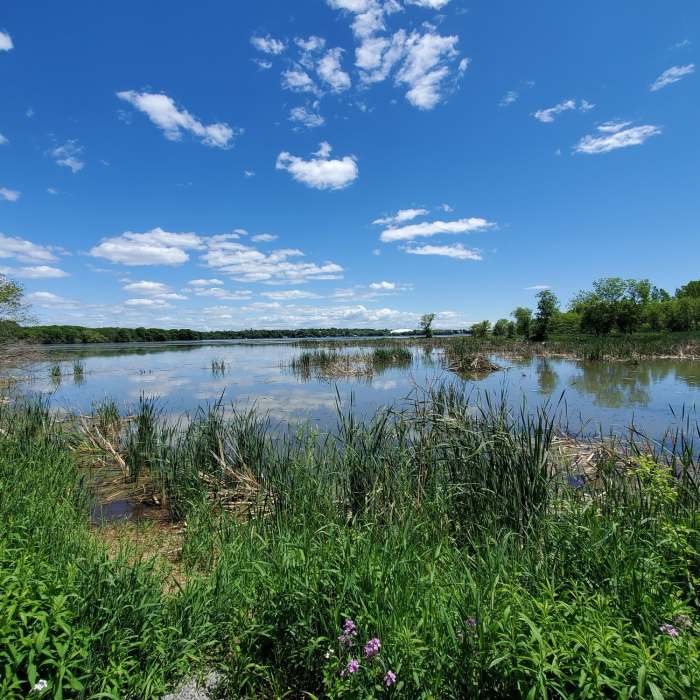 Beaver lodge in the Cataraqui River. Near Inner Harbour There-And-Back
