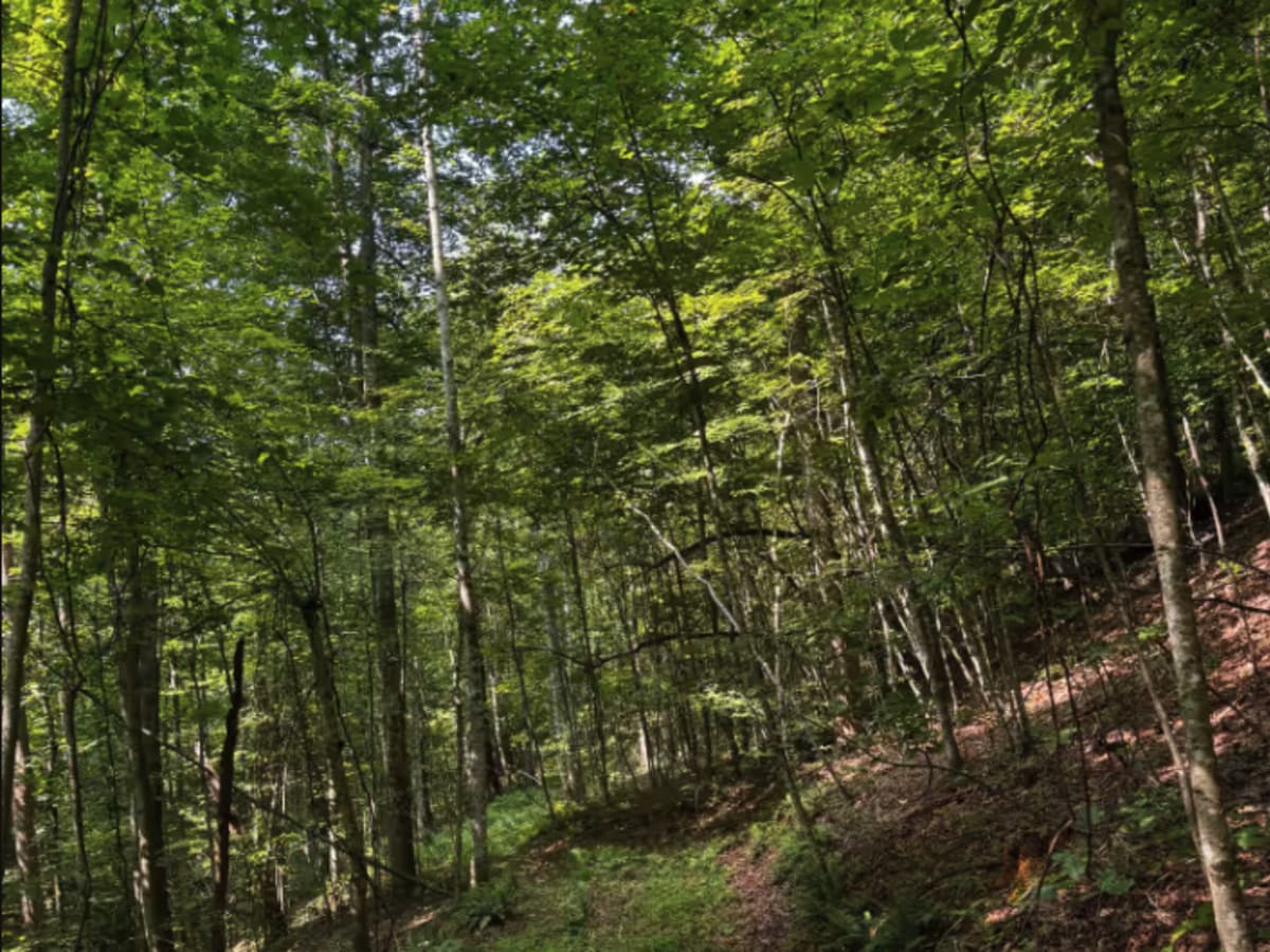 Trail 8B photo 2