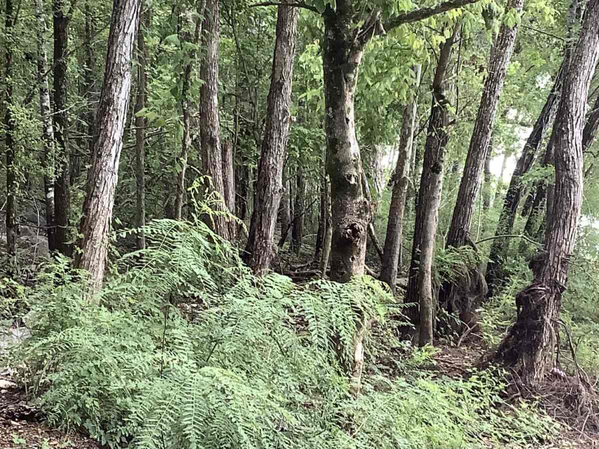 Sherburne Wildlife Management Area (WMA) Trail photo 3