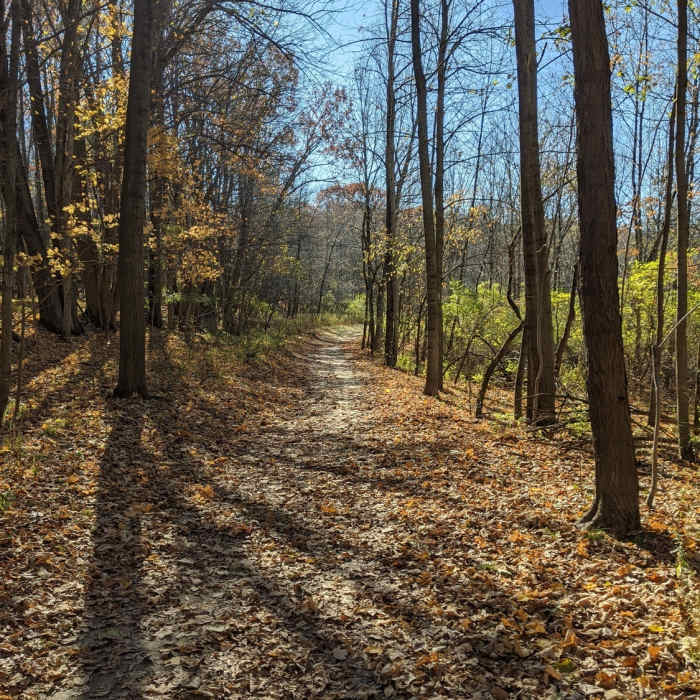The last vestiges of fall. Near Orange Trail