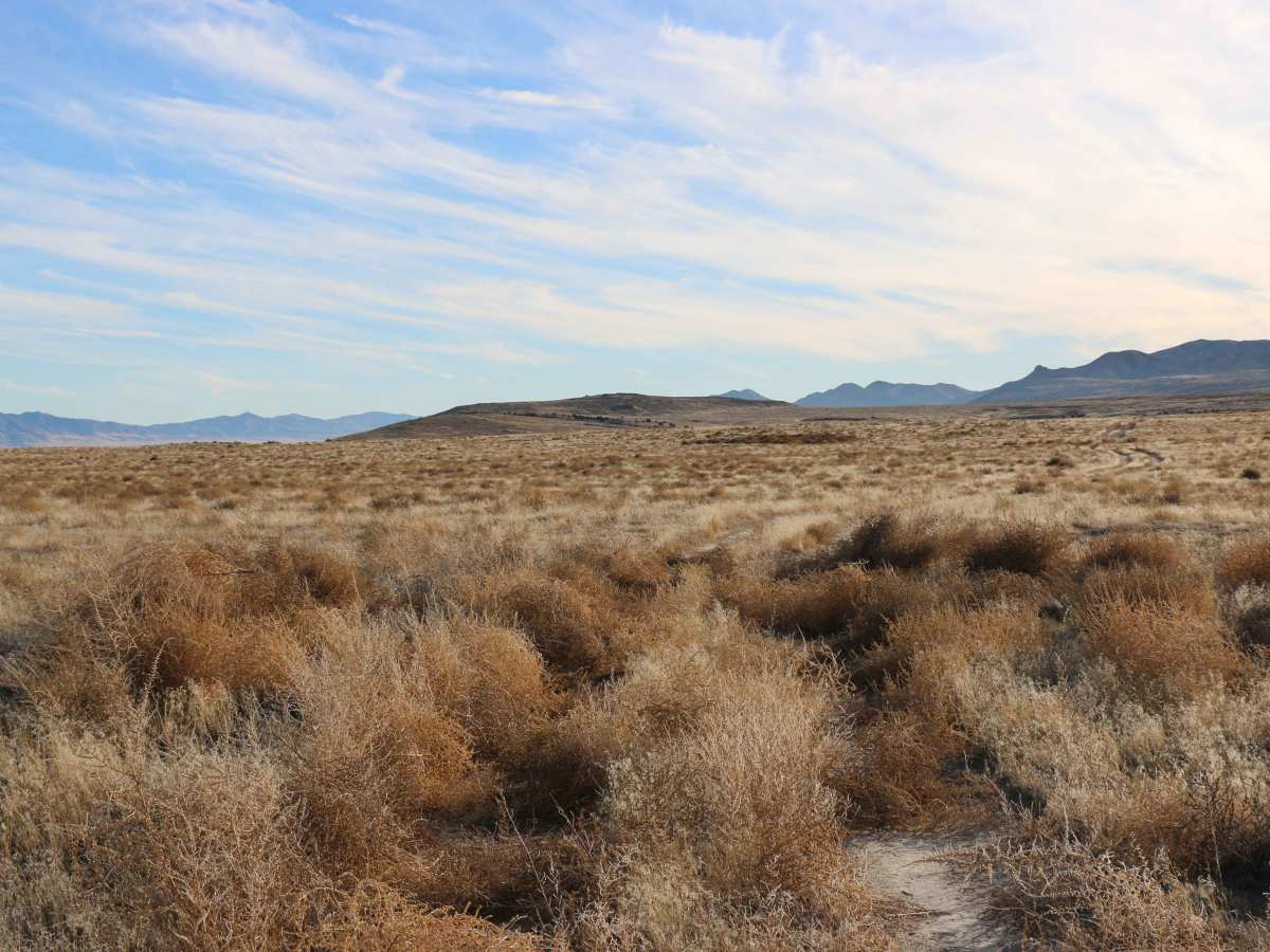 Tumbleweed Lane photo 4