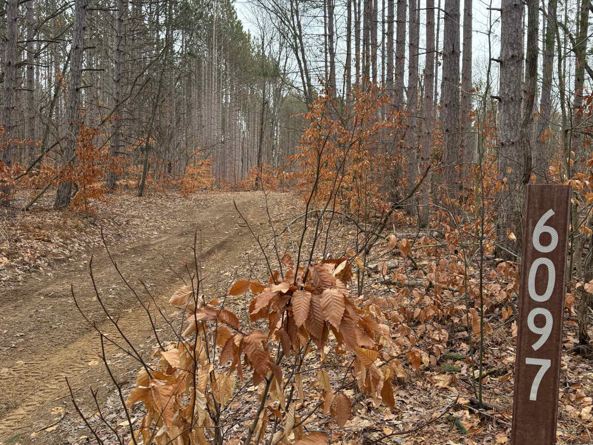NFS 6097 trail photo