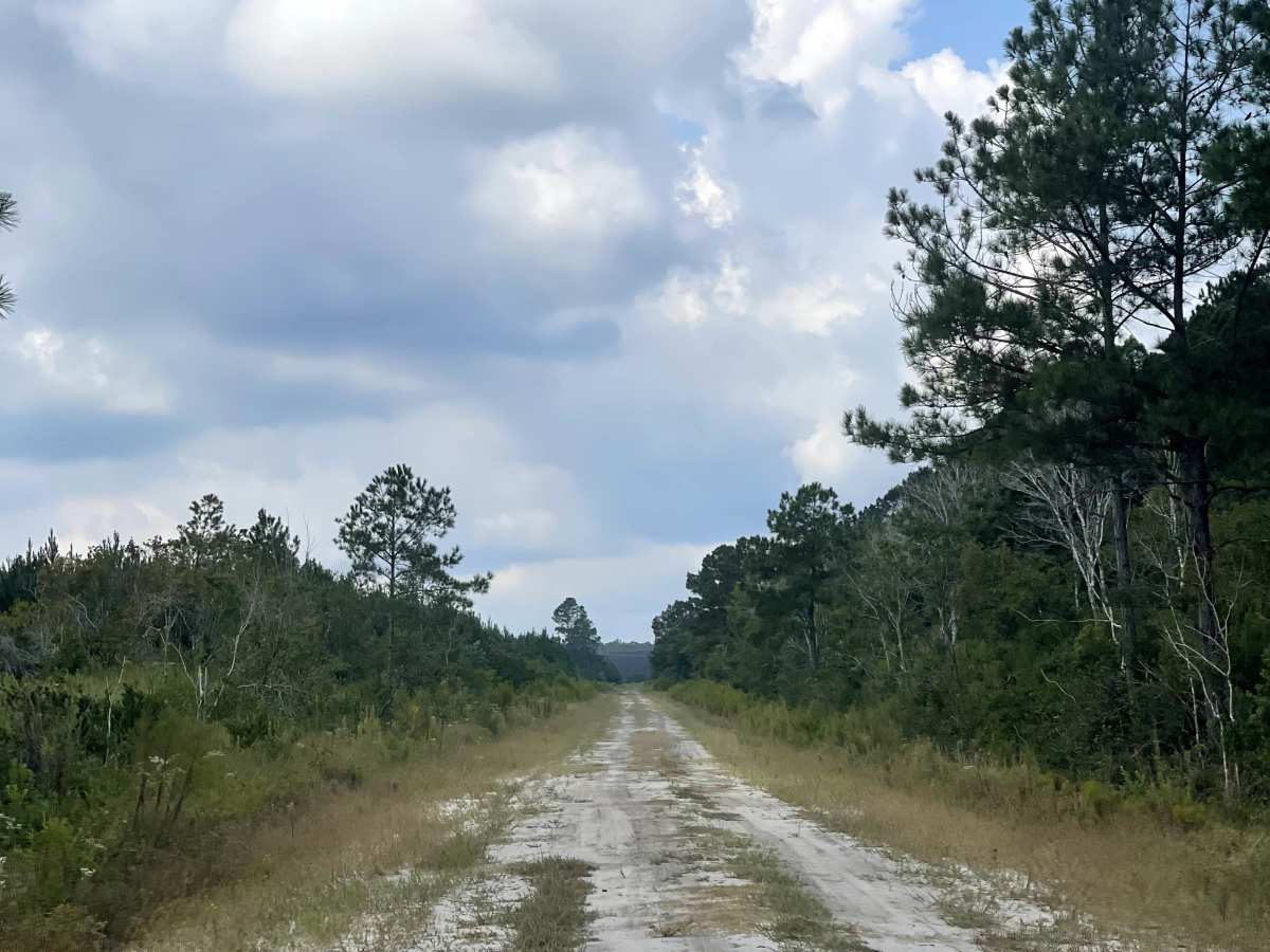 Timber Road photo 5