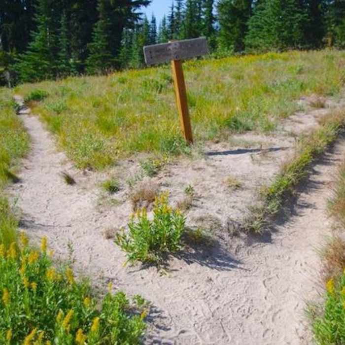 Near Umbrella Falls #667