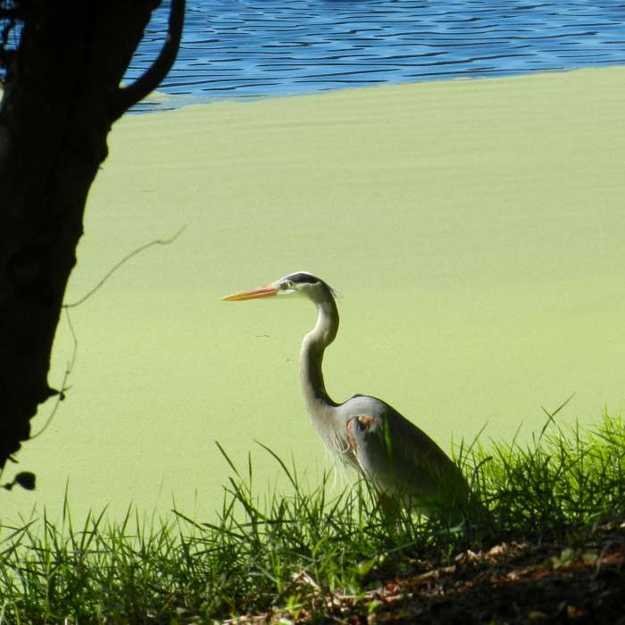 Egrets and Herons fish here. Near Jarvis Creek Leisure Loop