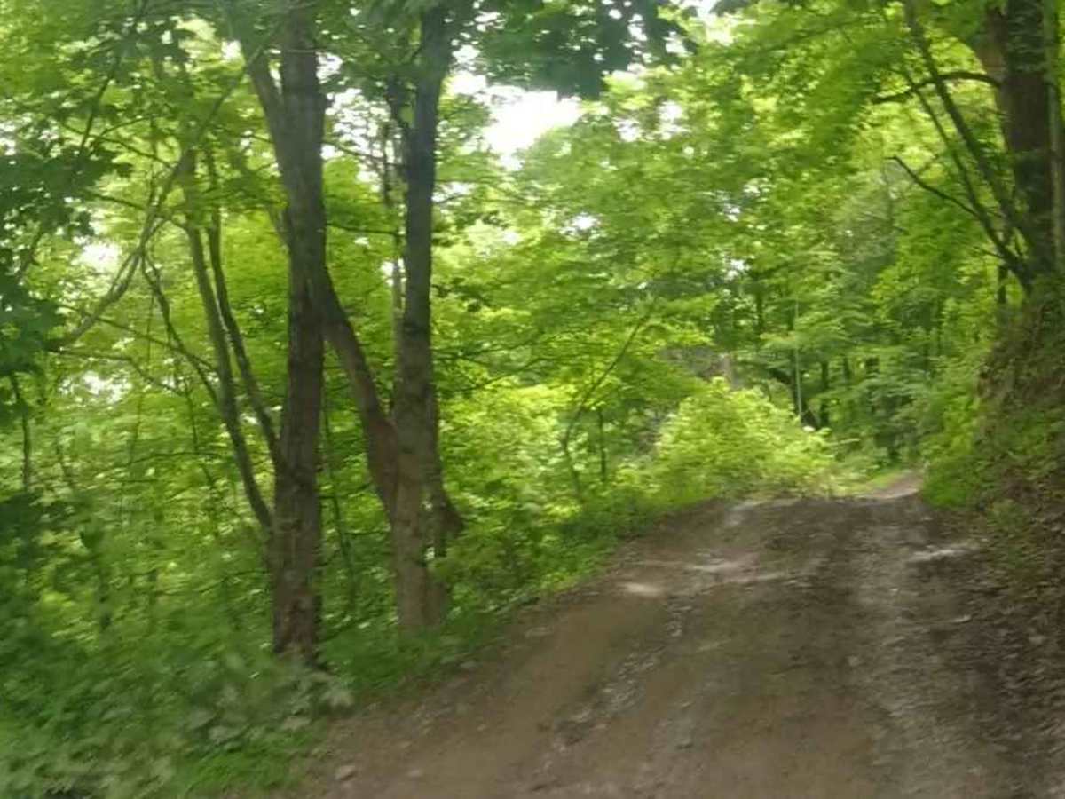 Honey Trace Hill photo 5
