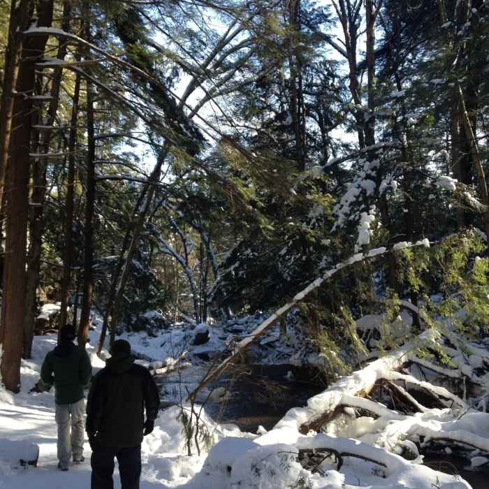 Near Swallow Falls/Herrington Manor Trail - White