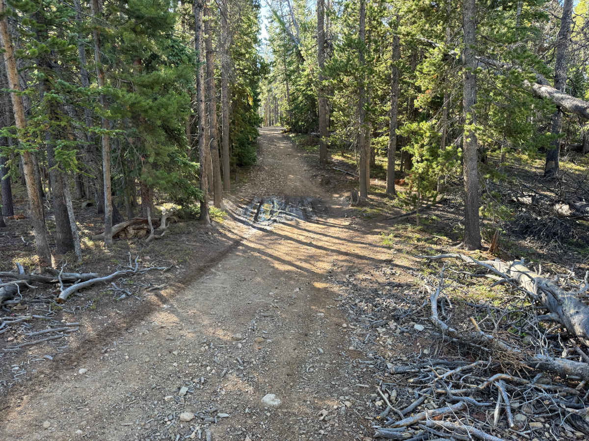 Spruce Road photo 5