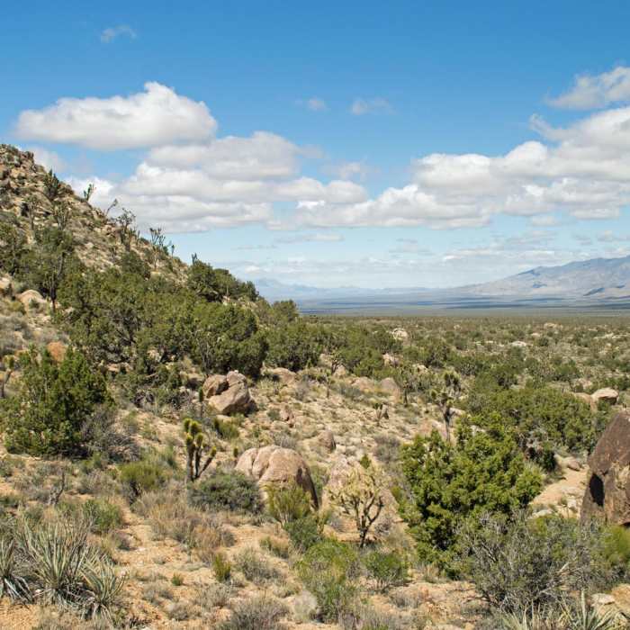 Near Teutonia Peak Trail
