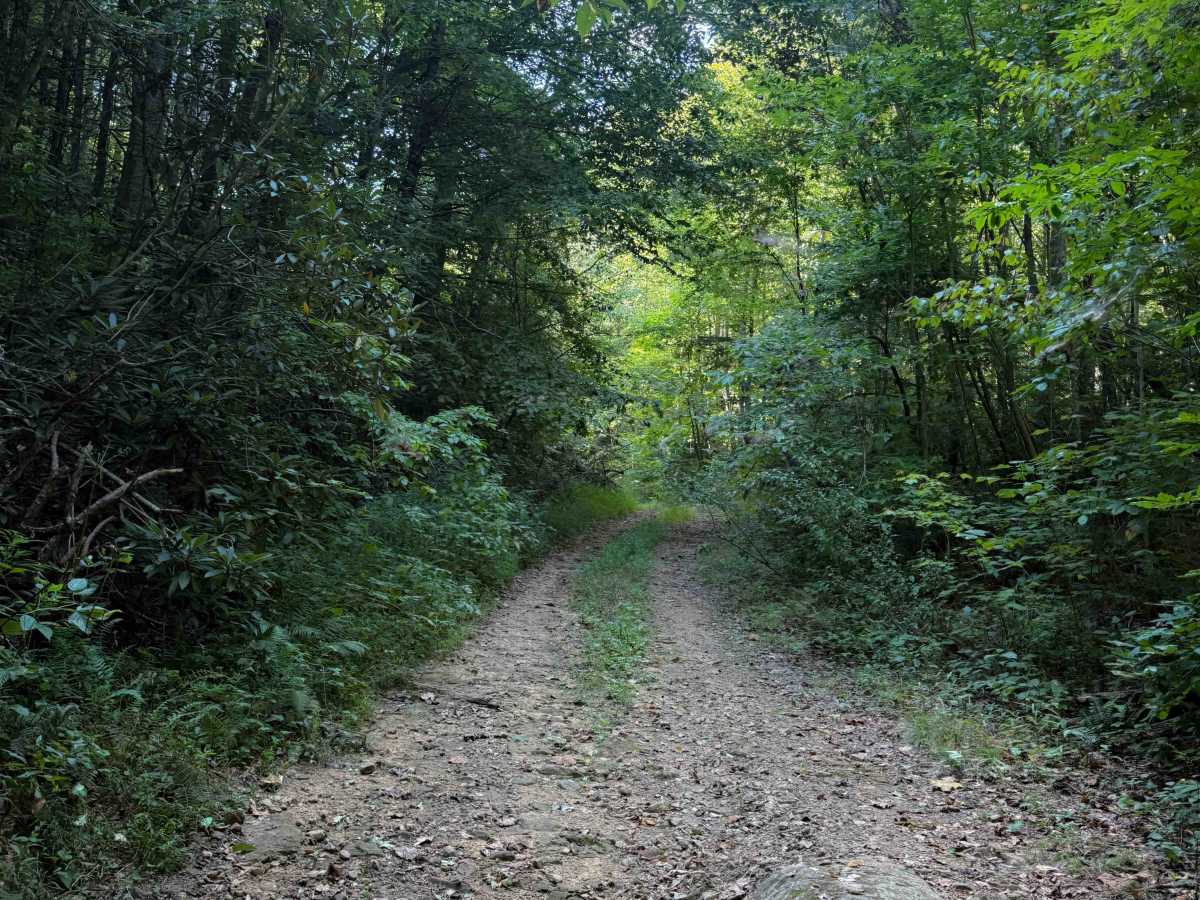 Bowling Branch Trail photo 5