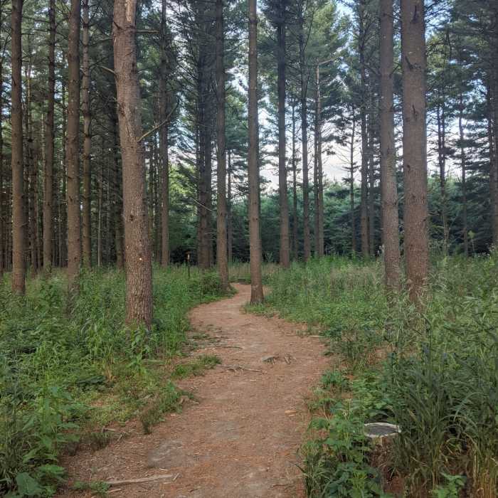 Near Ice Age Trail: Loew Lake Segment