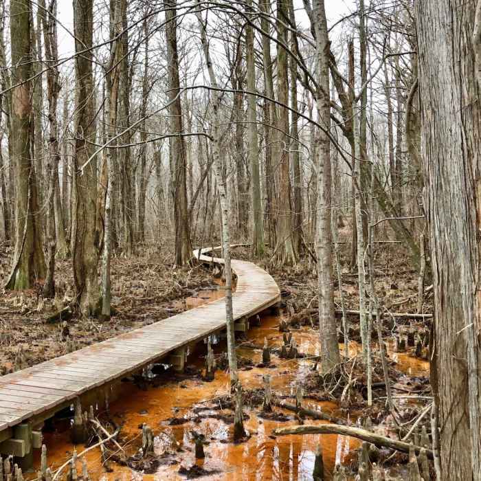 Near Swamp Boardwalk