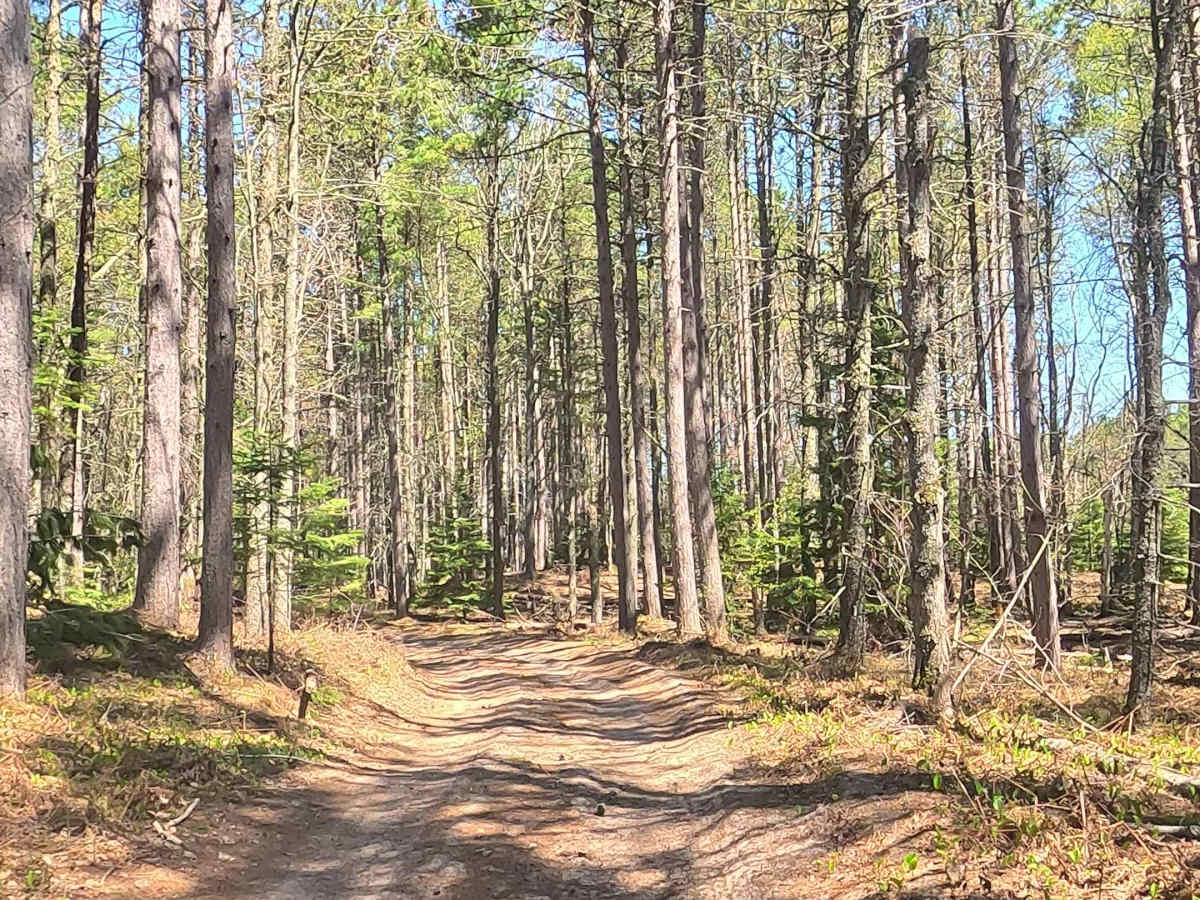 N Doe Lake Road trail photo