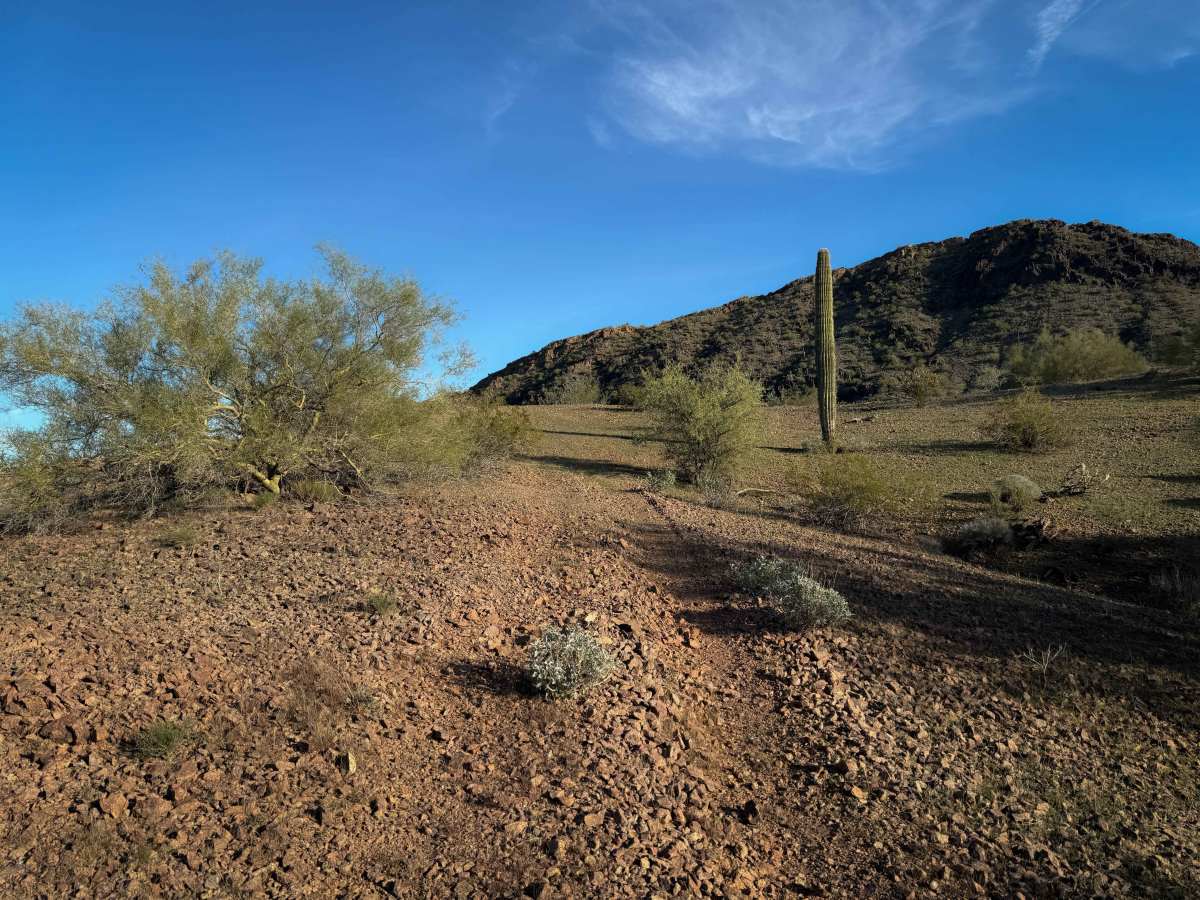 Cholla Garden  photo 5