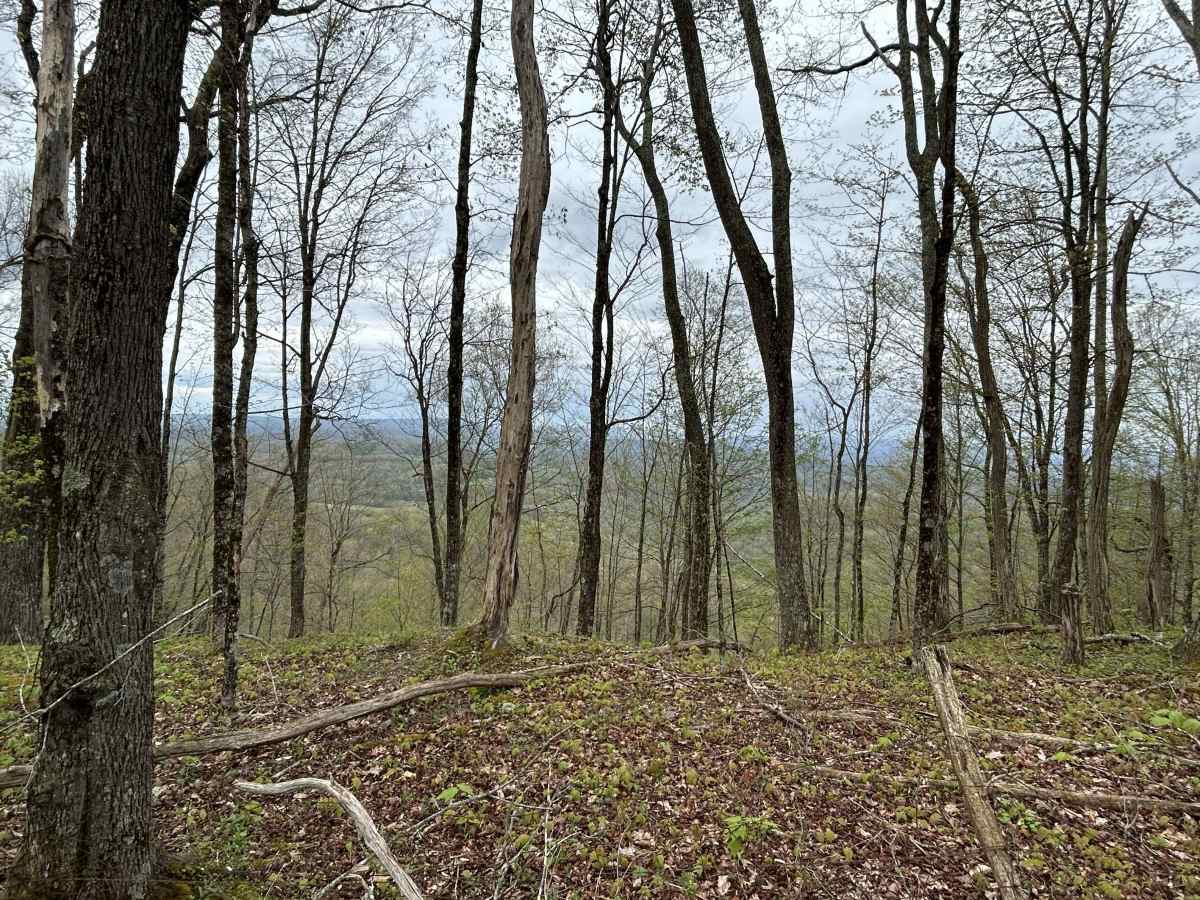 Chestnut Ridge Road photo 3