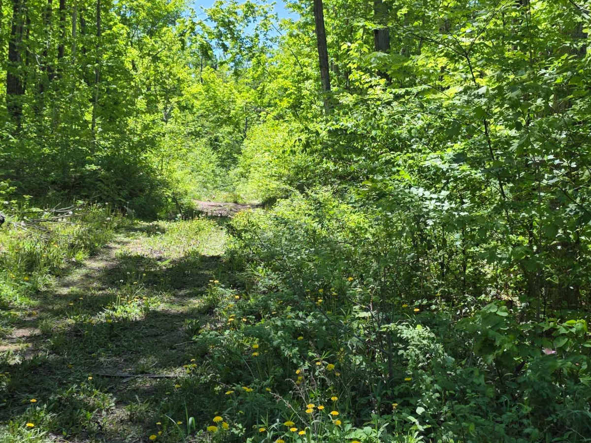 Loggers Lane photo 4