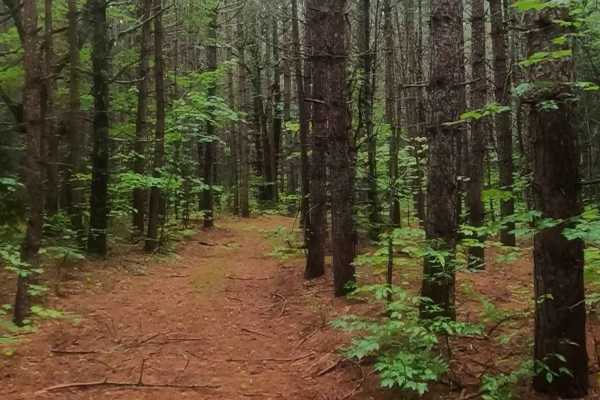 Cherry Plains Spur B (FSR 2148B)