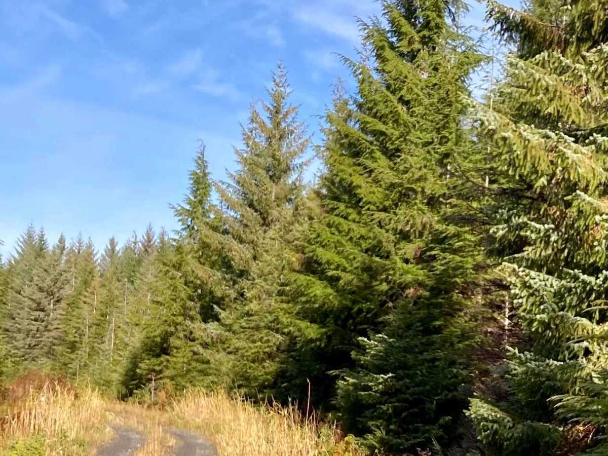 North Staney - FS 2054305 trail photo