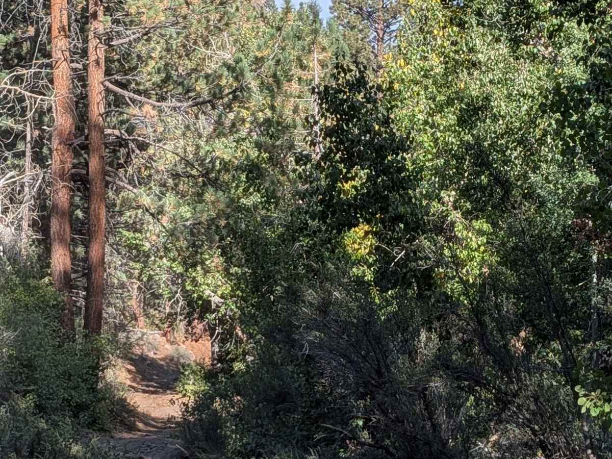 By Day Creek - FS 32076 photo 5