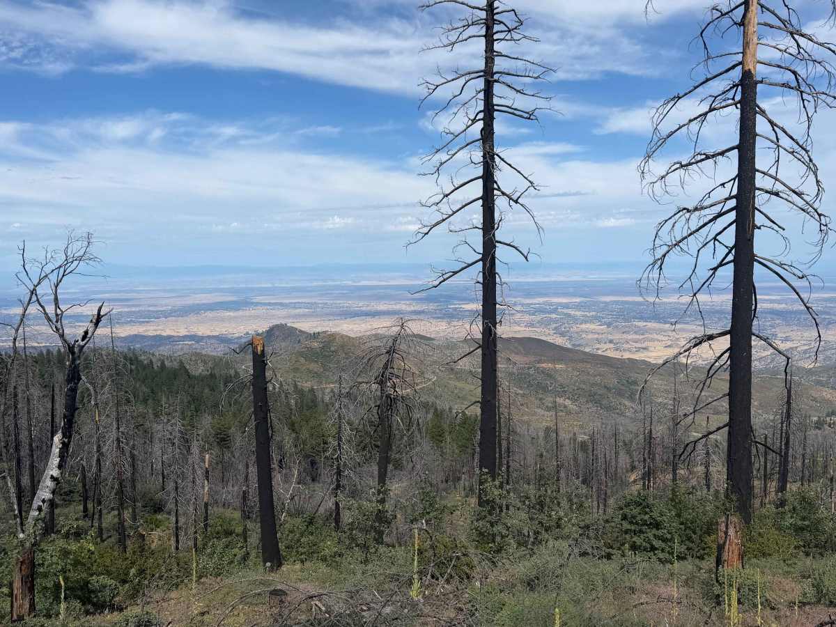 Tatham Ridge - FS 24N04 trail photo