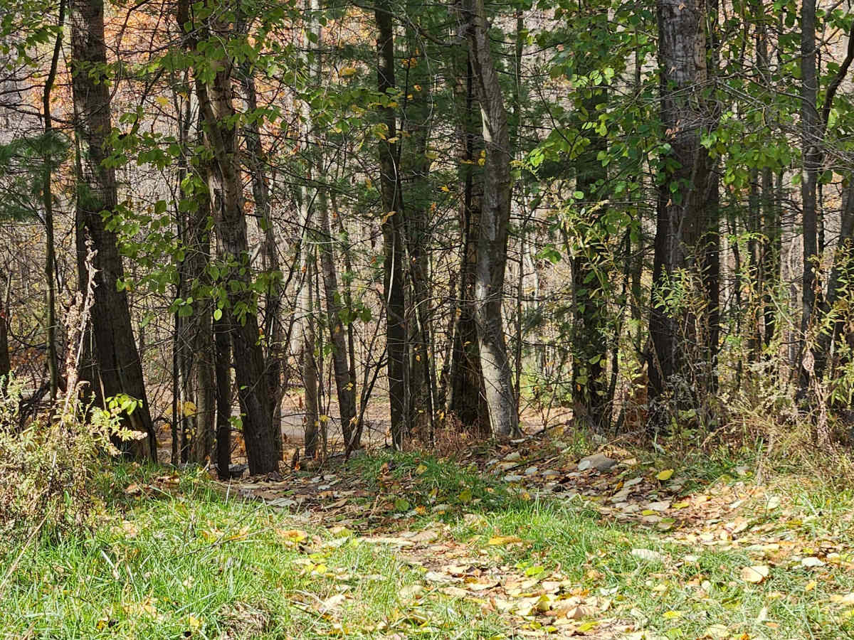 OHV 14 - Rock Run Recreation Area trail photo