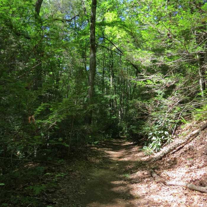 Near Bearden Falls Trail