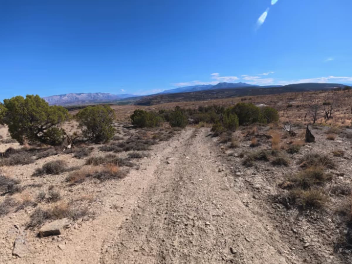 BLM 286 photo 2