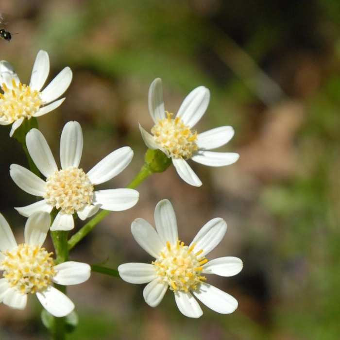 Near Dog Mountain Hiking Loop Near Dog Mountain Hiking Loop
