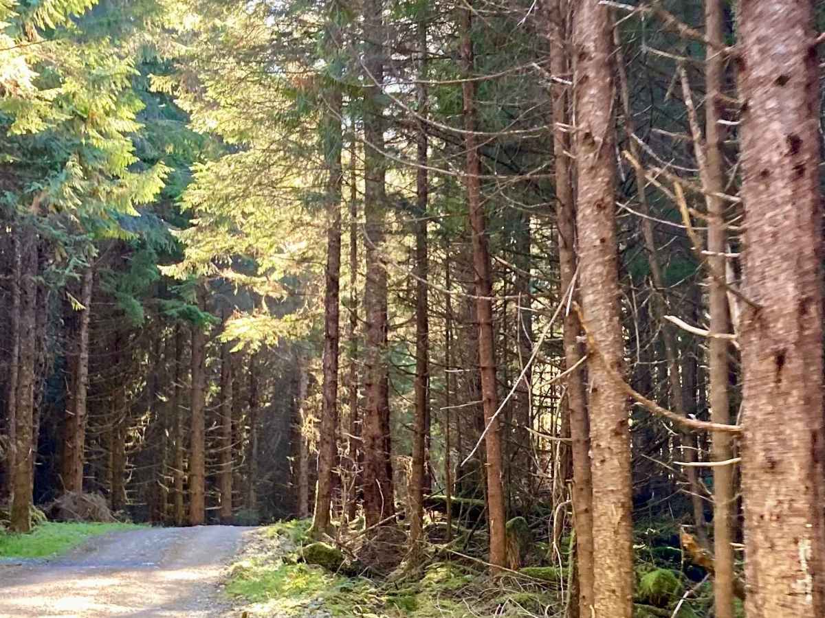 Loon Lake Road - FS 2060100 photo 6