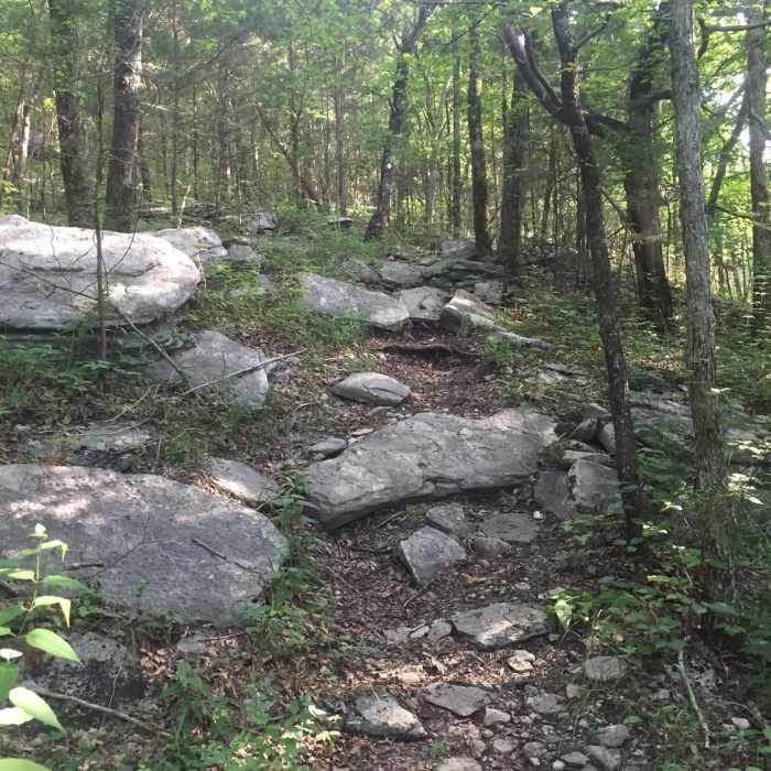 Near Devils Racetrack