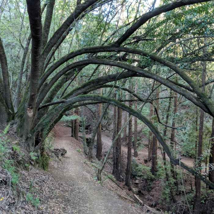 Near Redwood Regional Loop