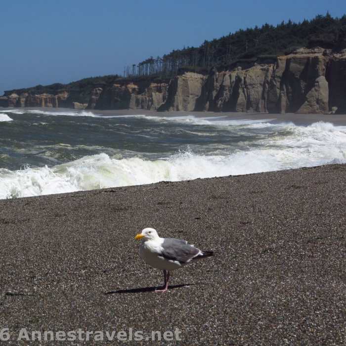 Near Floras Lake Beach