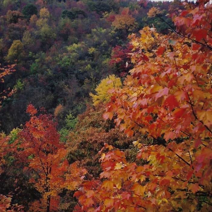 Near Graveyard Fields Trail #358