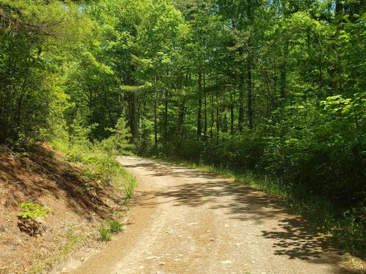 Leading Ridge trail photo