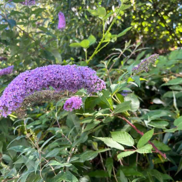 Near Burke-Gilman Trail