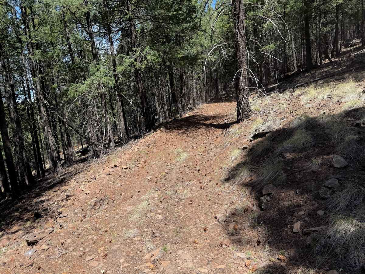 Gallo Peak Trail #6  photo 4