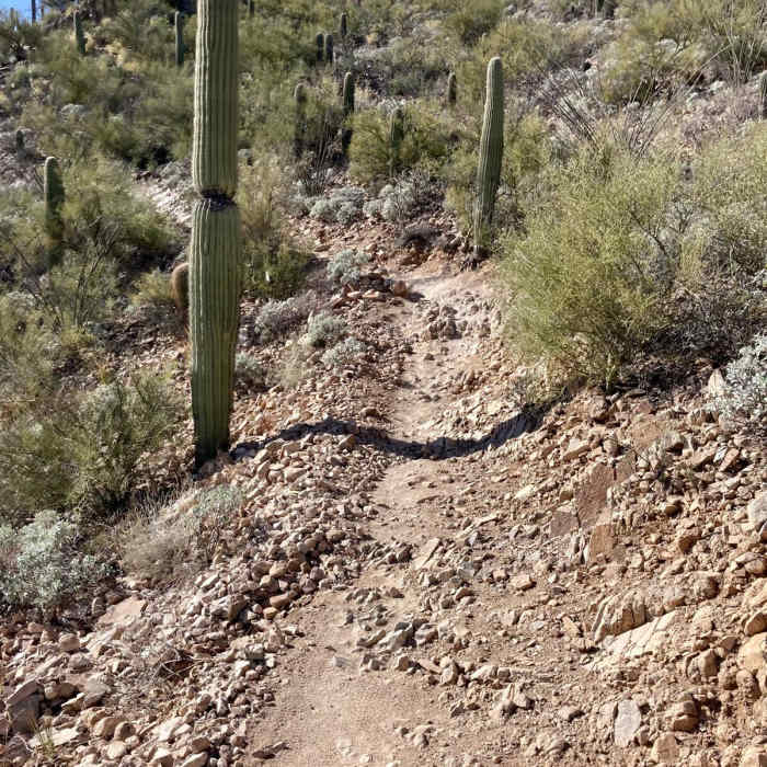 Near Rock Wren Trail