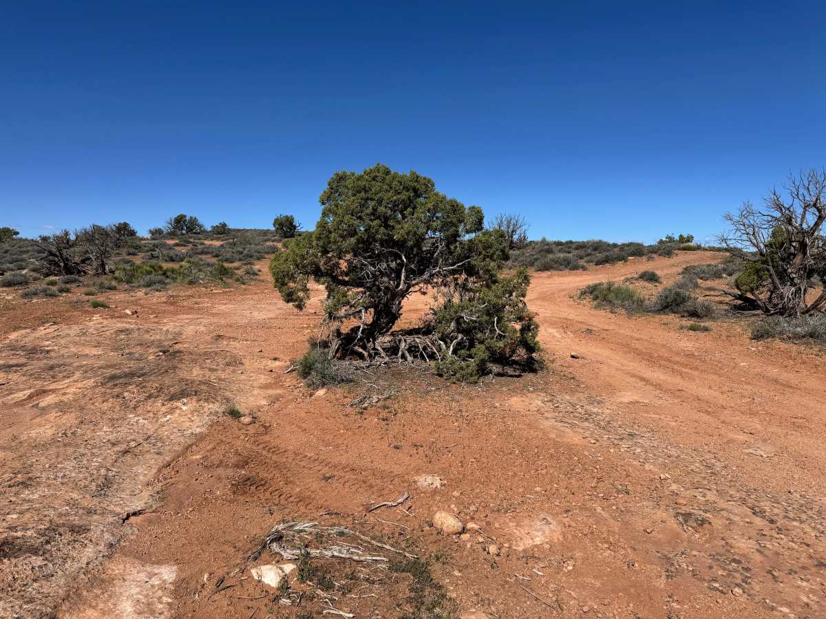 Yellow Jacket Canyon Overlook trail photo