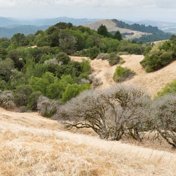 Near Ancient Oaks Trail Near Ancient Oaks Trail