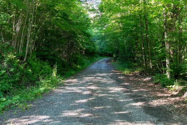 Truck Trail 4