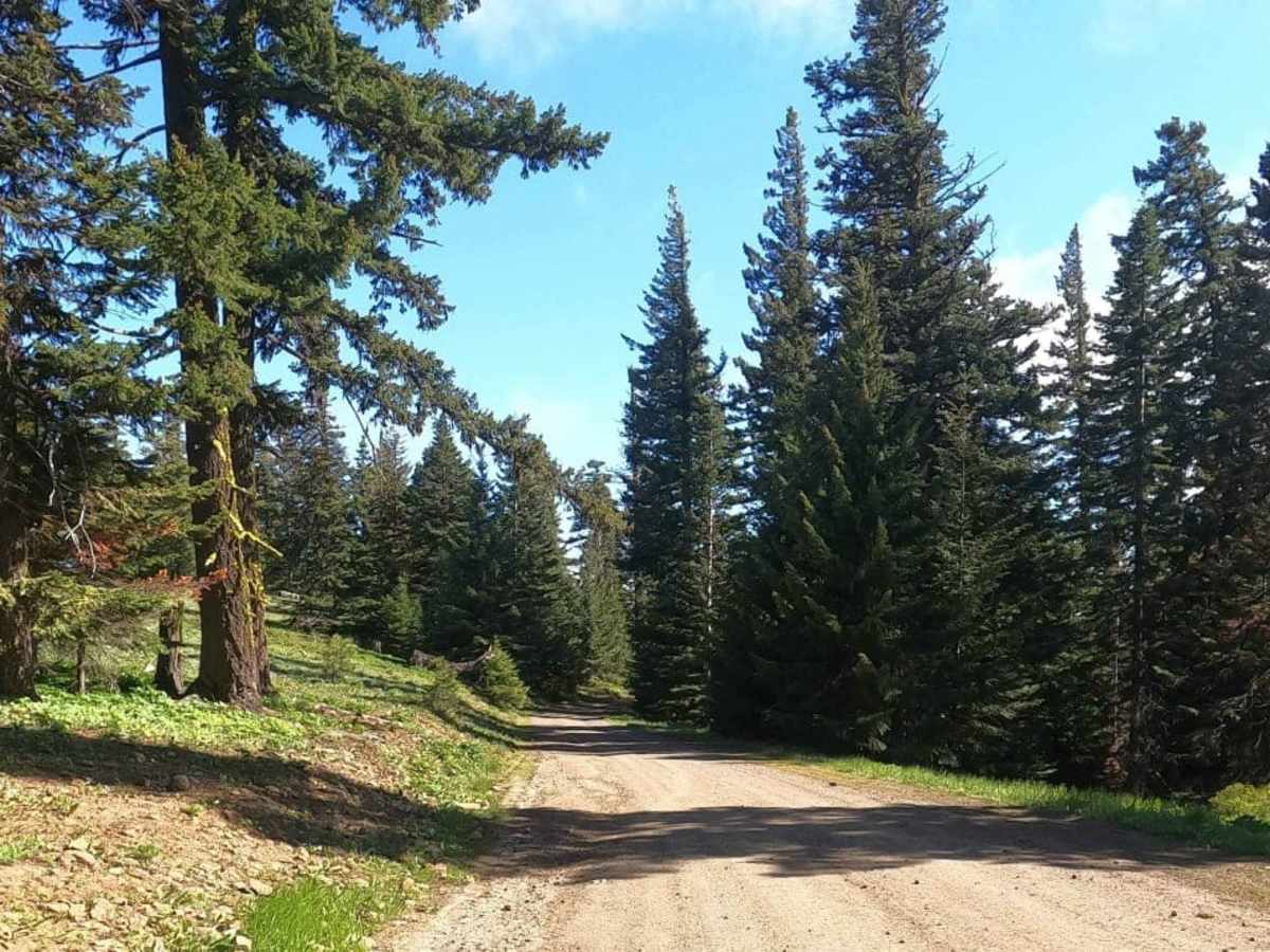 Bald Mountain Road - NF1701 photo 2