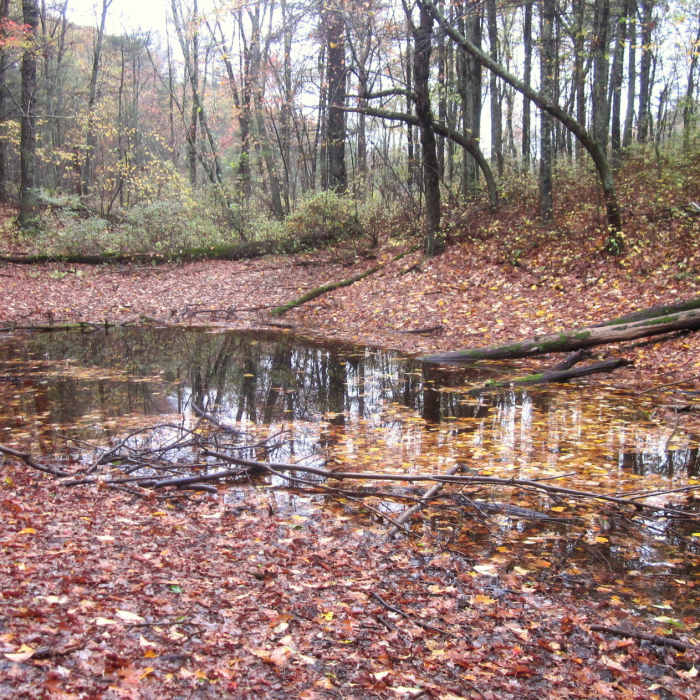 Big Pool. Near Vernal Pool Loop
