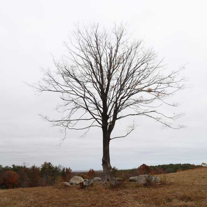 The tree along the top of the Ridge Trail. Near Old Town Hill Loop