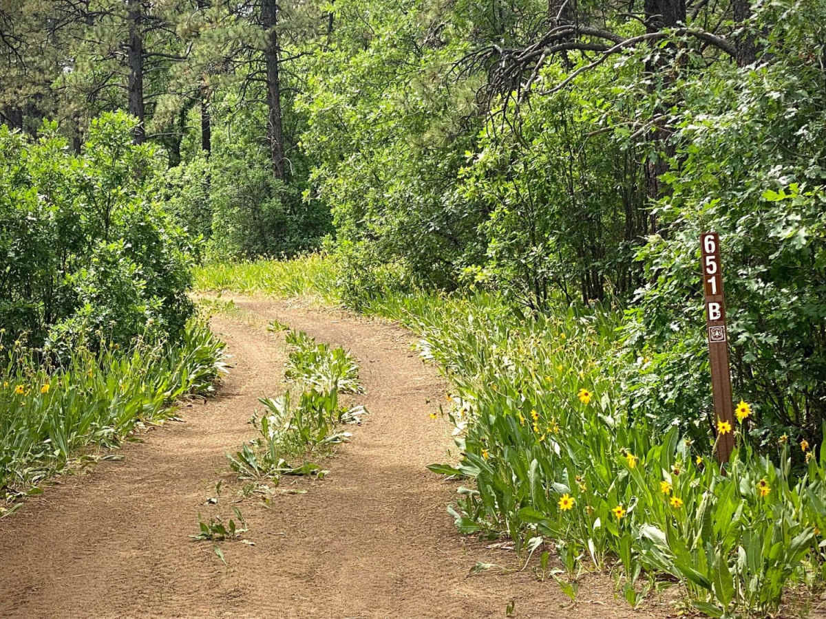 Eight Mile Mesa B-USFS Rd #651B photo 4